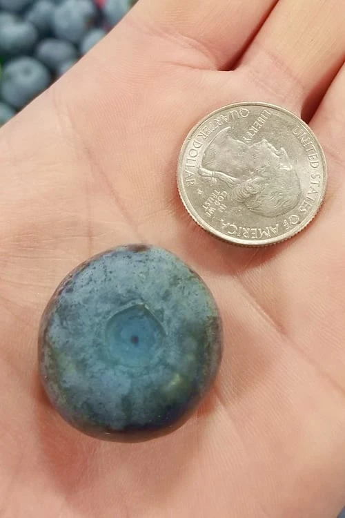 Titan Blueberry - 3 Gallon Pot 1 Titan Blueberry - 3 Gallon Pot