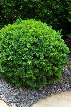 Dwarf English Boxwood - 2 Gallon Pot