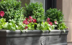 Dwarf English Boxwood - 1 Gallon Pot -Garden & Outdoors Boxwood Dwarf English 2 1