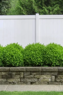 Dwarf English Boxwood - 2 Gallon Pot -Garden & Outdoors Boxwood Dwarf English 3