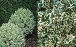 Dwarf Variegated Boxwood - 5 Gallon Pot -Garden & Outdoors Boxwood Dwarf Variegated 50 1