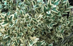 Dwarf Variegated Boxwood - 5 Gallon Pot -Garden & Outdoors Boxwood Dwarf Variegated 51 1
