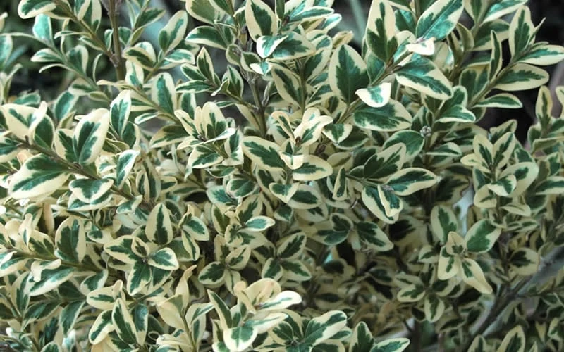 Dwarf Variegated Boxwood - 1 Gallon Pot 6 Dwarf Variegated Boxwood - 1 Gallon Pot - Image 6