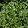Franklins Gem Dwarf Boxwood - 3 Gallon Pot