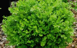 Franklins Gem Dwarf Boxwood - 1 Gallon Pot 9 Franklins Gem Dwarf Boxwood - 1 Gallon Pot -Garden & Outdoors Boxwood Franklins Gem