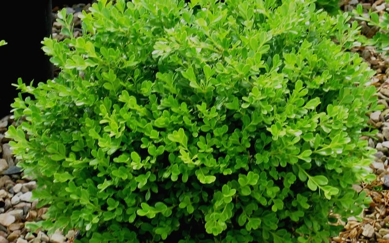 Franklins Gem Dwarf Boxwood - 1 Gallon Pot 4 Franklins Gem Dwarf Boxwood - 1 Gallon Pot - Image 4