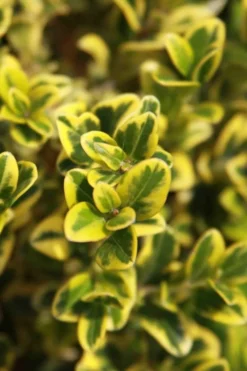 Golden Triumph Variegated Dwarf Boxwood - 3 Gallon Pot 11 Golden Triumph Variegated Dwarf Boxwood - 3 Gallon Pot -Garden & Outdoors Boxwood Golden Triumph 3 1