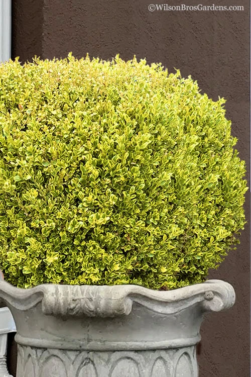 Golden Triumph Variegated Dwarf Boxwood - 3 Gallon Pot 1 Golden Triumph Variegated Dwarf Boxwood - 3 Gallon Pot
