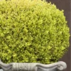 Golden Triumph Variegated Dwarf Boxwood - 6 Pack Of 1 Gallon Pots