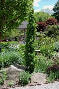 Graham Blandy Columnar Boxwood - 2 Gallon Pot 7 Graham Blandy Columnar Boxwood - 2 Gallon Pot -Garden & Outdoors Boxwood Graham Blandy 2 2