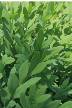 Green Mountain Boxwood - 6 Pack Of 2.5 Quart Pots -Garden & Outdoors Boxwood Green Mountain 12