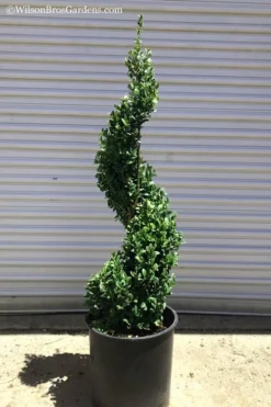 Common Boxwood Spiral Topiary - 5 Gallon Pot -Garden & Outdoors Boxwood Green Mountain Spiral 1 1
