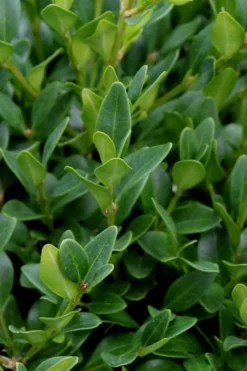 Green Velvet Boxwood - 1 Gallon Pot 11 Green Velvet Boxwood - 1 Gallon Pot -Garden & Outdoors Boxwood Green Velvet 1 1