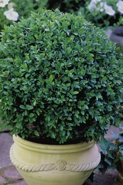 Green Velvet Boxwood - 7 Gallon Pot 10 Green Velvet Boxwood - 7 Gallon Pot -Garden & Outdoors Boxwood Green Velvet 3