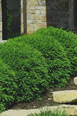 Green Velvet Boxwood - 1 Gallon Pot 9 Green Velvet Boxwood - 1 Gallon Pot -Garden & Outdoors Boxwood Green Velvet 7 1
