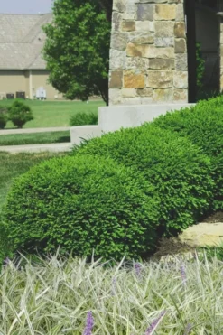 Green Velvet Boxwood - 6 Pack Of 1 Gallon Pots