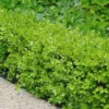 Japanese Boxwood (Buxus Microphylla) - 7 Gallon Pot