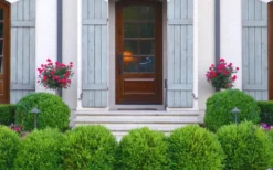 Japanese Boxwood (Buxus Microphylla) - 7 Gallon Pot -Garden & Outdoors Boxwood Japanese Entryway