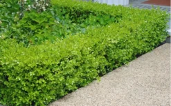 Japanese Boxwood (Buxus Microphylla) - 7 Gallon Pot -Garden & Outdoors Boxwood Japanese Hedge 2