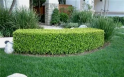 Japanese Boxwood (Buxus Microphylla) - 7 Gallon Pot -Garden & Outdoors Boxwood Japanese Hedge