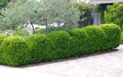 Japanese Boxwood (Buxus Microphylla) - 7 Gallon Pot -Garden & Outdoors Boxwood Japanese Hedge 3
