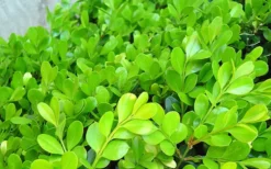 Japanese Boxwood (Buxus Microphylla) - 7 Gallon Pot -Garden & Outdoors Boxwood Japanese Leaves Closeup