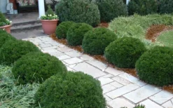 Justin Brouwers Dwarf Boxwood - 1 Gallon Pot -Garden & Outdoors Boxwood Justin Brouwers In Landscape