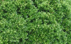 Justin Brouwers Dwarf Boxwood - 6 Pack Of 1 Gallon Pots -Garden & Outdoors Boxwood Justin Brouwers Leaves 1