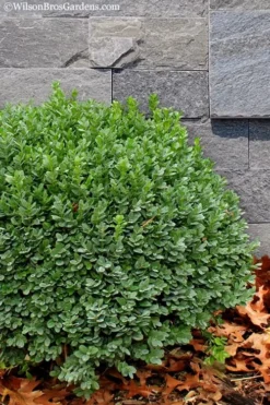 Korean Dwarf Boxwood - Buxus Sinica Var. Insularis 'Nana' - 1 Gallon Pot -Garden & Outdoors Boxwood Korean Dwarf Insularis Nana 1 1