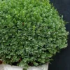 Korean Dwarf Boxwood - Buxus Sinica Var. Insularis 'Nana' - 6 Pack Of 1 Gallon Pots