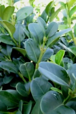 Shadow Sentry Pyramidal Boxwood - 3 Gallon Pot -Garden & Outdoors Boxwood Shadow Sentry 1