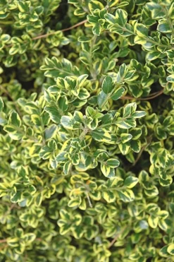 Sunburst Variegated Korean Boxwood - 1 Gallon Pot -Garden & Outdoors Boxwood Sunburst 2