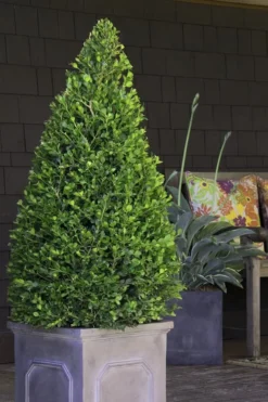 Wintergreen Boxwood - 3 Gallon Pot 9 Wintergreen Boxwood - 3 Gallon Pot -Garden & Outdoors Boxwood Wintergreen 11 2