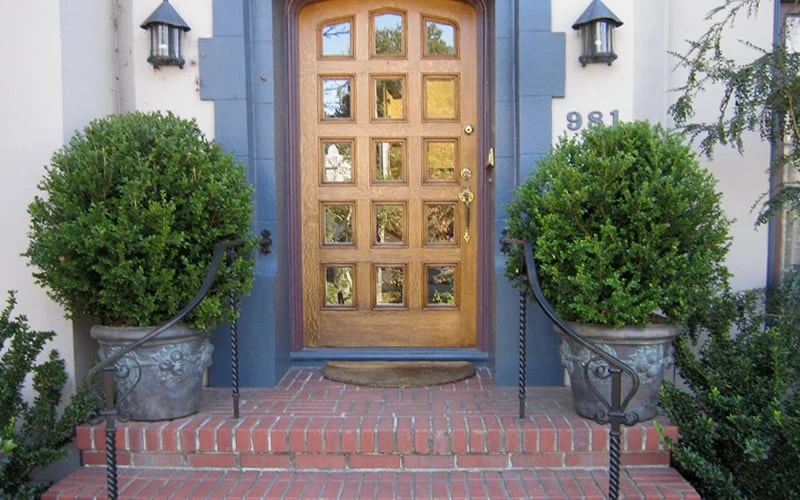 Wintergreen Boxwood - 1 Gallon Pot 5 Wintergreen Boxwood - 1 Gallon Pot - Image 5