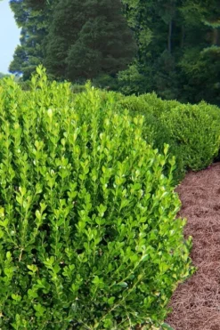 Wintergreen Boxwood - 6 Pack Of 1 Gallon Pots 11 Wintergreen Boxwood - 6 Pack Of 1 Gallon Pots -Garden & Outdoors Boxwood Wintergreen 500x750 1
