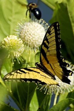 Fiber Optics Buttonbush (Cephalanthus Occidentalis 'Bailoptics') - 3 Gallon Pot 5 Fiber Optics Buttonbush (Cephalanthus Occidentalis 'Bailoptics') - 3 Gallon Pot -Garden & Outdoors Buttonbush Sugar Shack 3