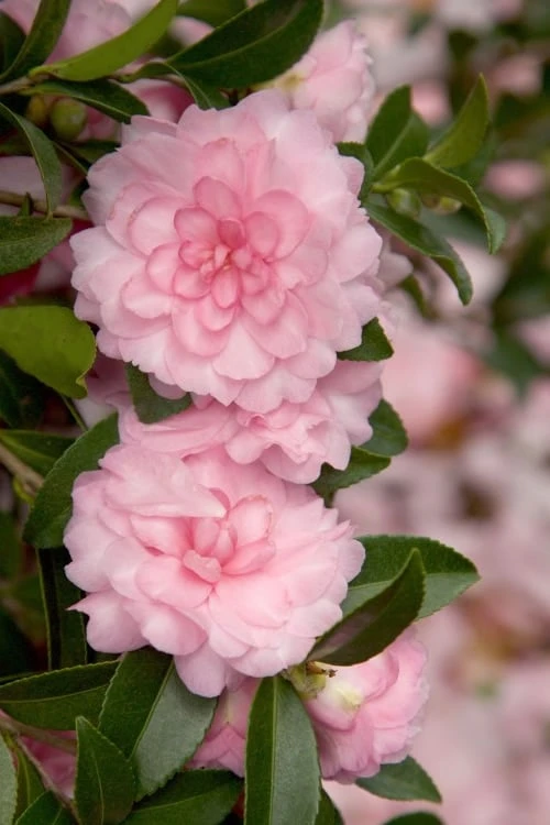 October Magic Pink Perplexion Camellia - 1 Gallon Pot 1 October Magic Pink Perplexion Camellia - 1 Gallon Pot