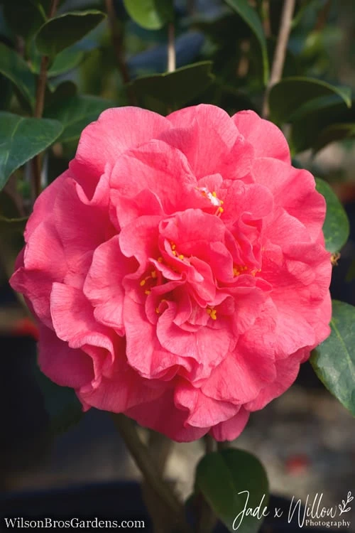 Ack-Scent Fragrant Pink Camellia Japonica - 3 Gallon Pot 1 Ack-Scent Fragrant Pink Camellia Japonica - 3 Gallon Pot