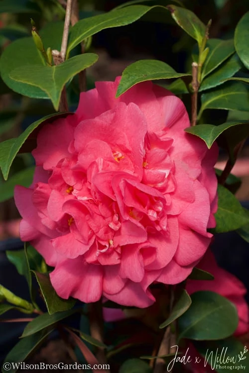 Ack-Scent Fragrant Pink Camellia Japonica - 3 Gallon Pot 4 Ack-Scent Fragrant Pink Camellia Japonica - 3 Gallon Pot - Image 4