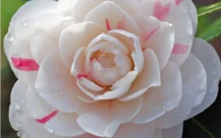 April Dawn Cold Hardy Camellia Japonica - 1 Gallon Pot -Garden & Outdoors Camellia April Dawn 1