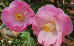 April Remembered Cold Hardy Pink Camellia Japonica - 3 Gallon Pot -Garden & Outdoors Camellia April Remembered 1