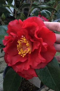 Bob Hope Camellia Japonica - 3 Gallon Pot