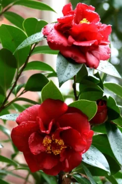 Bob Hope Camellia Japonica - 3 Gallon Pot -Garden & Outdoors Camellia Bob Hope 3