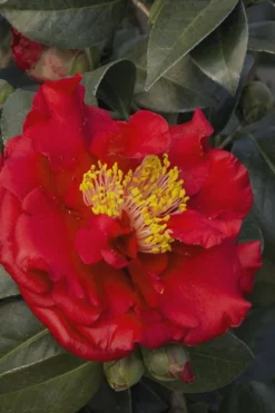 Bob Hope Camellia Japonica - 3 Gallon Pot -Garden & Outdoors Camellia Bob Hope 5
