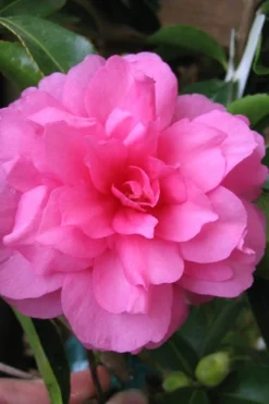 Chansonette Dwarf Weeping Camellia Sasanqua - 1 Gallon Pot