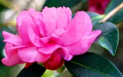 Chansonette Dwarf Weeping Camellia Sasanqua - 1 Gallon Pot -Garden & Outdoors Camellia Chansonette 5