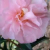 Cotton Candy Camellia Sasanqua - 1 Gallon Pot