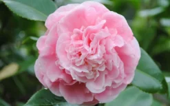 Debutante Pink Camellia Japonica - 3 Gallon Pot -Garden & Outdoors Camellia Debutante Closeup Flower 3