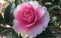 Dream Weaver Camellia Sasanqua - 3 Gallon Pot 8 Dream Weaver Camellia Sasanqua - 3 Gallon Pot -Garden & Outdoors Camellia Dreamweaver 1