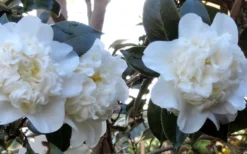 Fifth Avenue White Camellia Japonica - 1 Gallon Pot 9 Fifth Avenue White Camellia Japonica - 1 Gallon Pot -Garden & Outdoors Camellia Fifth Avenue 21